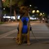 Rechargeable LED Dog Harness