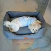 Cozy Bolster Pet Bed